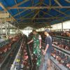 Babinsa Tarempa Dorong Peternak Ayam Petelur, Targetkan Kemandirian Pangan Anambas