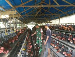 Babinsa Tarempa Dorong Peternak Ayam Petelur, Targetkan Kemandirian Pangan Anambas