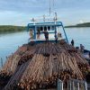 Penyelundupan 12 Ribu Kayu Bakau Digagalkan di Batam, Nahkoda Kapal Jadi Tersangka