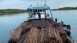 Penyelundupan 12 Ribu Kayu Bakau Digagalkan di Batam, Nahkoda Kapal Jadi Tersangka