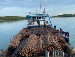 Penyelundupan 12 Ribu Kayu Bakau Digagalkan di Batam, Nahkoda Kapal Jadi Tersangka