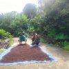 Petani Cengkeh Curhat ke Babinsa Tarempa Soal Harga dan Serangan Hama