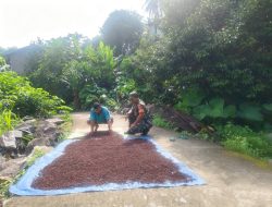 Petani Cengkeh Curhat ke Babinsa Tarempa Soal Harga dan Serangan Hama