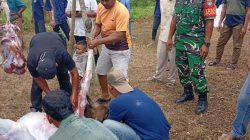 Babinsa dan Warga Kompak Sukseskan Pemotongan Hewan Kurban di Anambas
