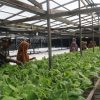 Tak Hanya Bangun Infrastruktur, TMMD Anambas Kini Fokus Ajari Warga Mandiri Pangan