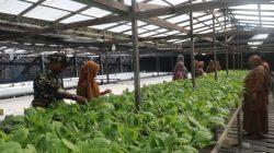 Tak Hanya Bangun Infrastruktur, TMMD Anambas Kini Fokus Ajari Warga Mandiri Pangan