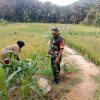 Babinsa Tarempa Turun ke Ladang, Serap Keluhan Petani Jagung dan Dukung Ketahanan Pangan di Anambas
