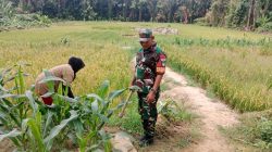 Babinsa Tarempa Turun ke Ladang, Serap Keluhan Petani Jagung dan Dukung Ketahanan Pangan di Anambas