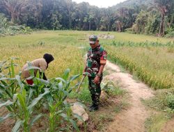 Babinsa Tarempa Turun ke Ladang, Serap Keluhan Petani Jagung dan Dukung Ketahanan Pangan di Anambas