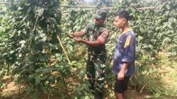Dukung Ketahanan Pangan Anambas, Babinsa Pantau Produksi Sayuran di Desa Temburun