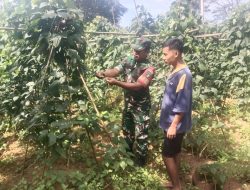 Dukung Ketahanan Pangan Anambas, Babinsa Pantau Produksi Sayuran di Desa Temburun