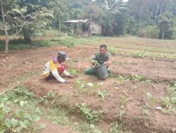 Babinsa Tarempa Turun ke Kebun, Dengar Keluhan Petani dan Dukung Ketahanan Pangan di Anambas