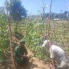 Babinsa Turun ke Kebun, Petani Anambas Keluhkan Pupuk Langka hingga Serangan Hama