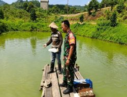 Babinsa Tarempa Turun ke Kolam Ikan Nila, Dukung Ketahanan Pangan Warga Anambas