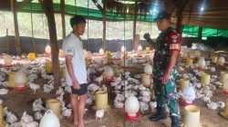 Babinsa Tarempa Dorong Peternak Ayam Potong Perkuat Ketahanan Pangan Anambas